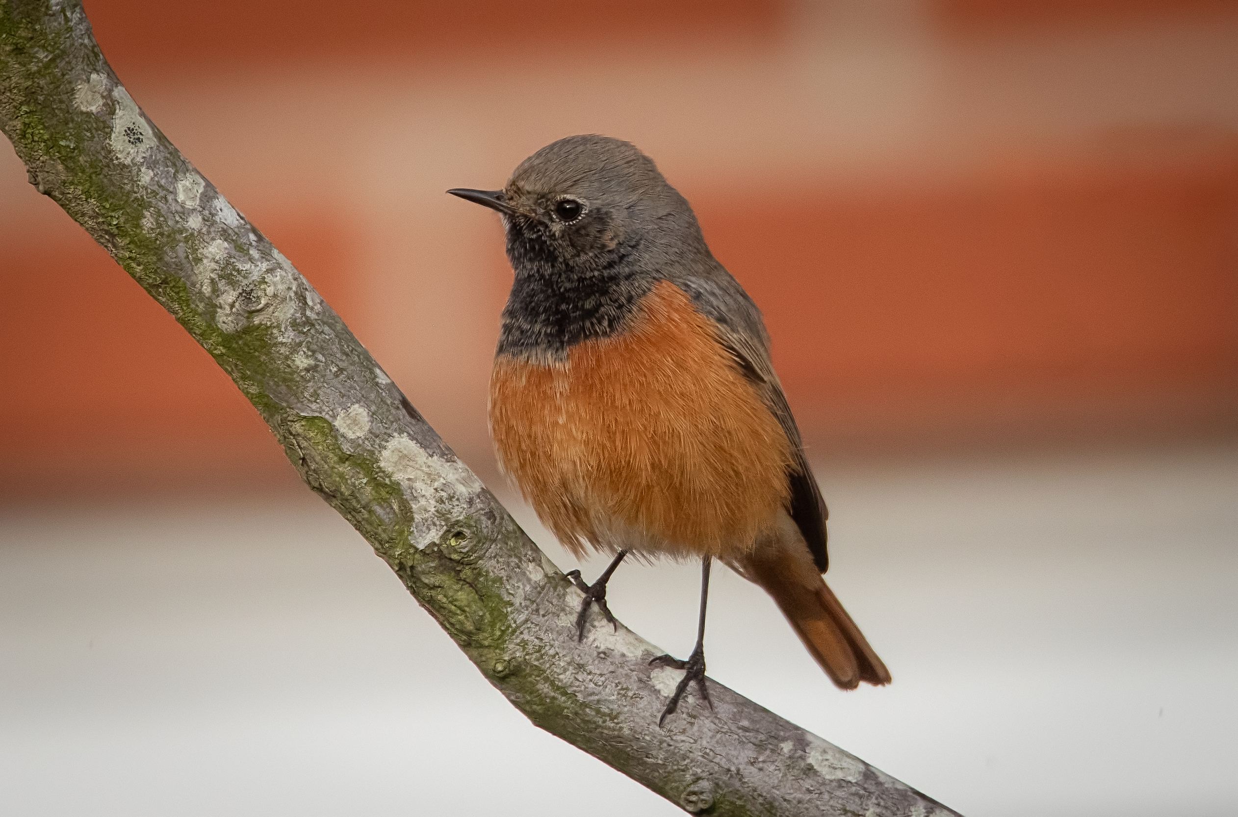 Eastern Black Redstart