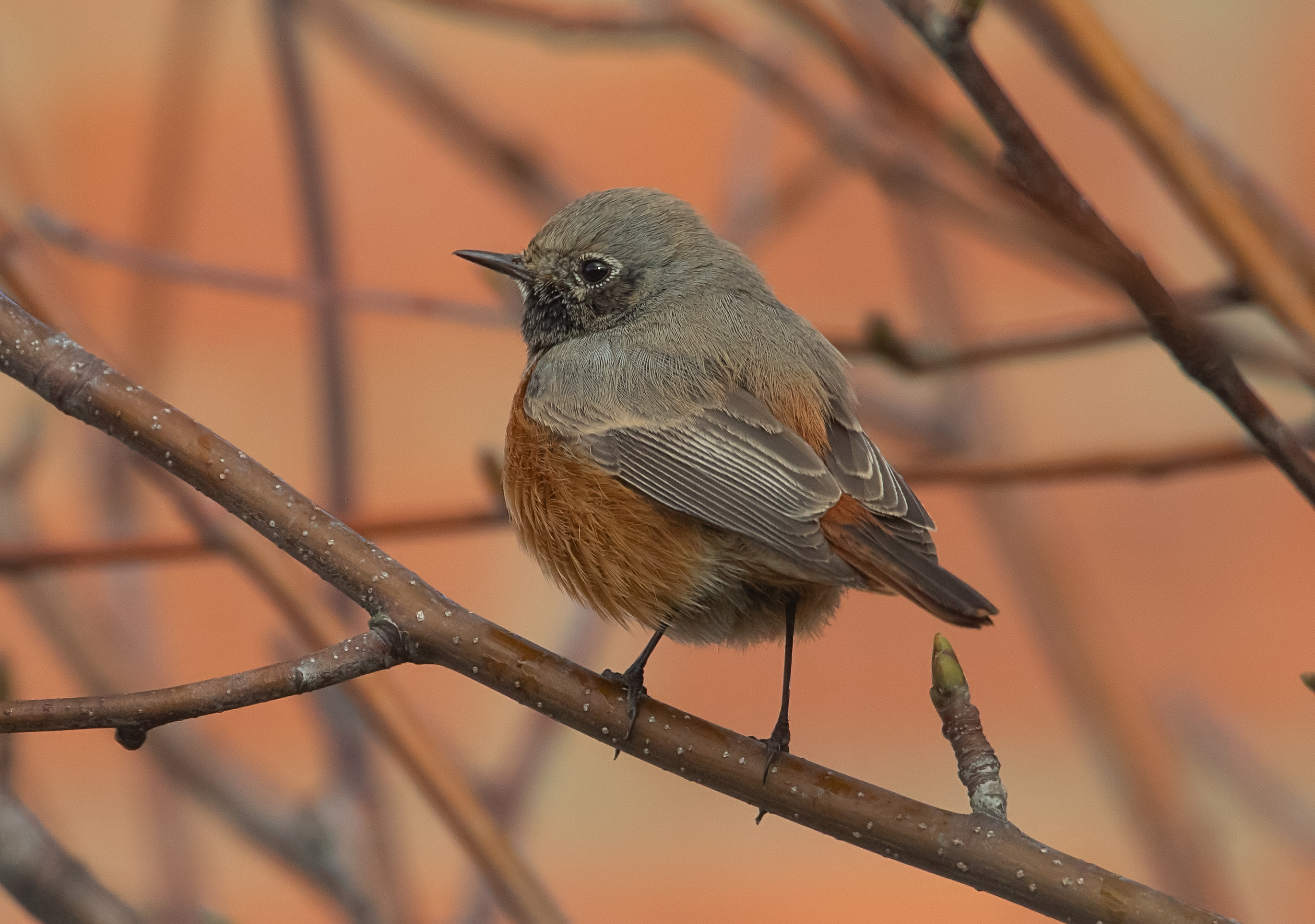 Eastern Black Redstart