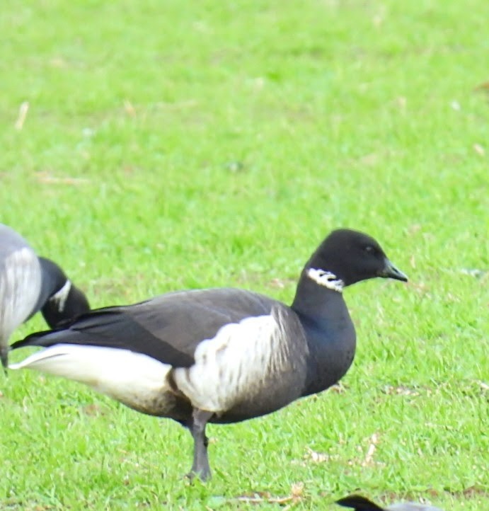 Black Brant