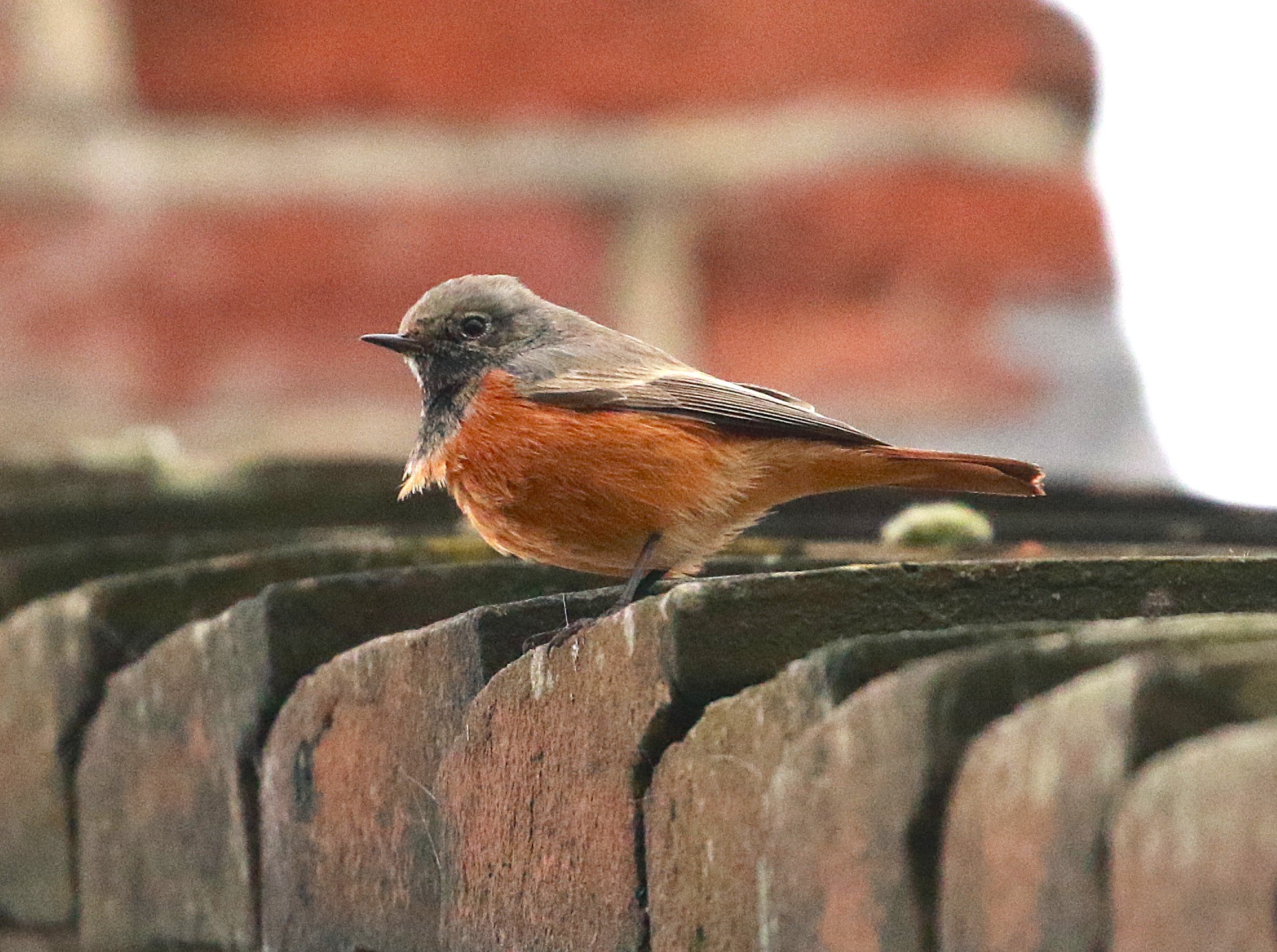 Eastern Black Redstart