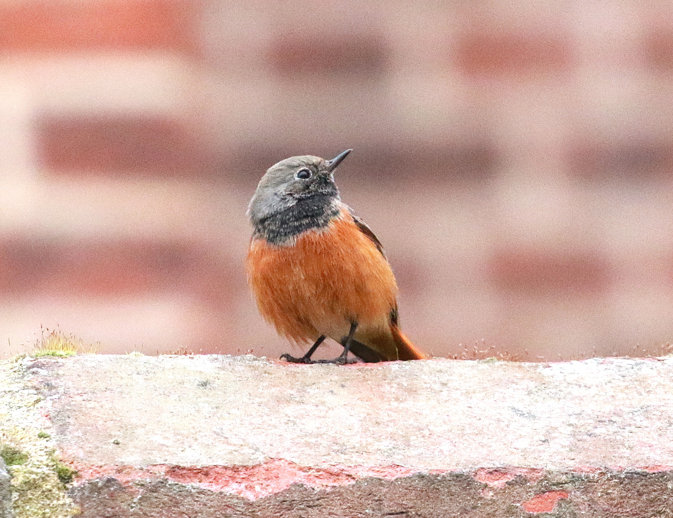 Eastern Black Redstart