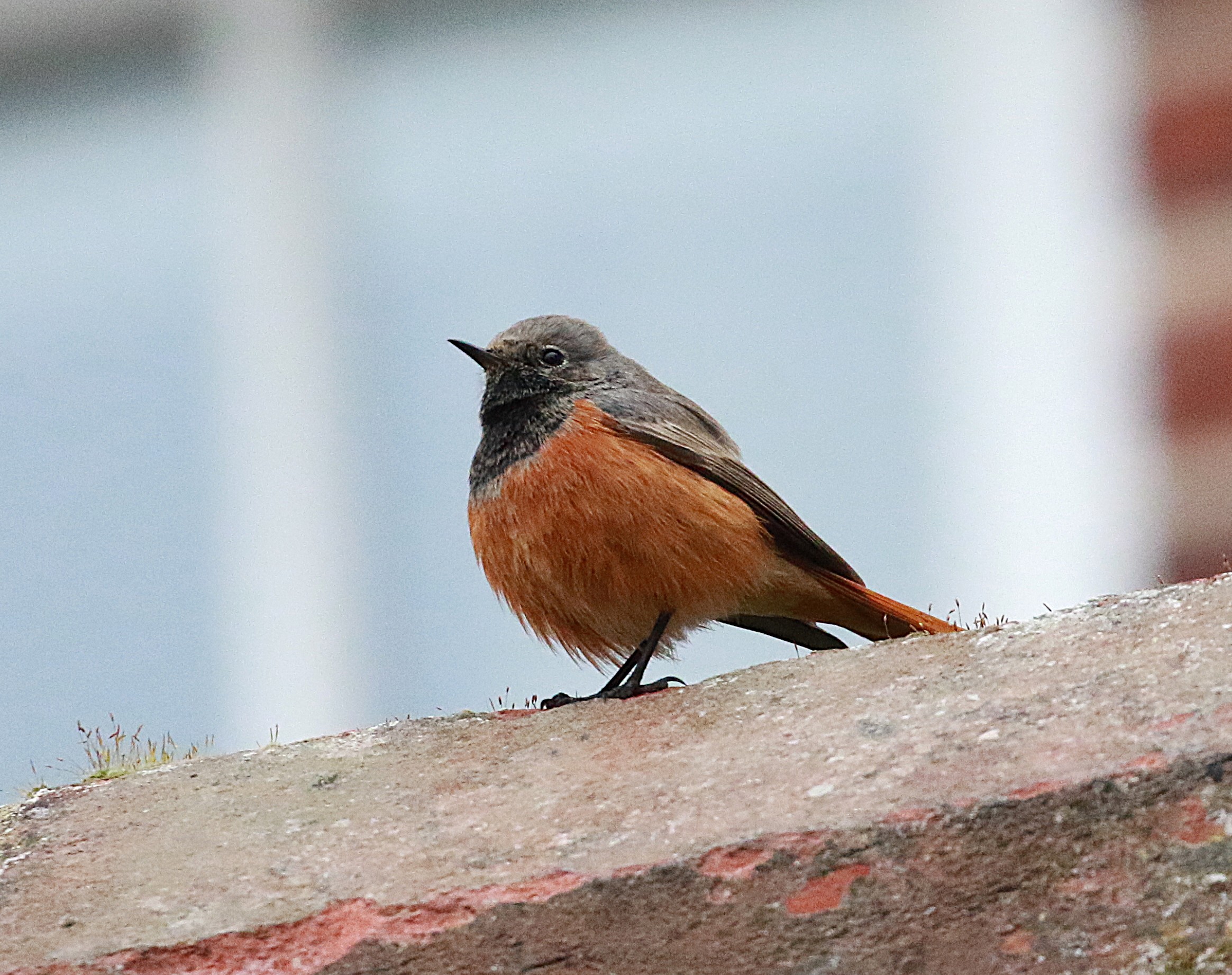 Eastern Black Redstart