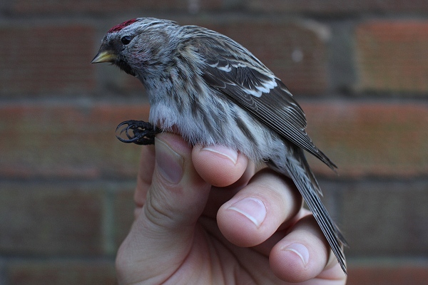 Mealy Redpoll