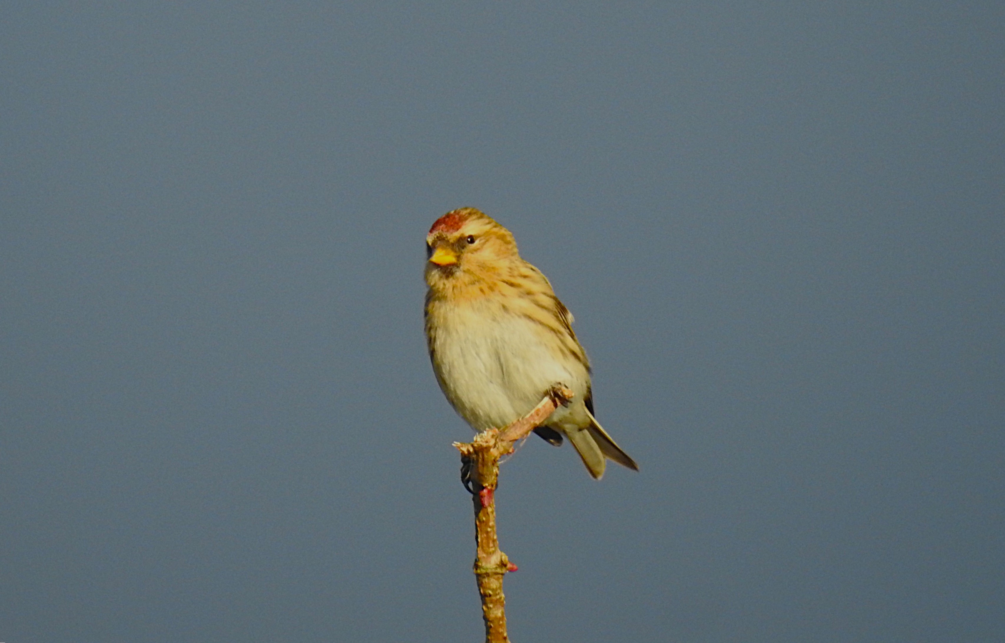 Lesser Redpoll