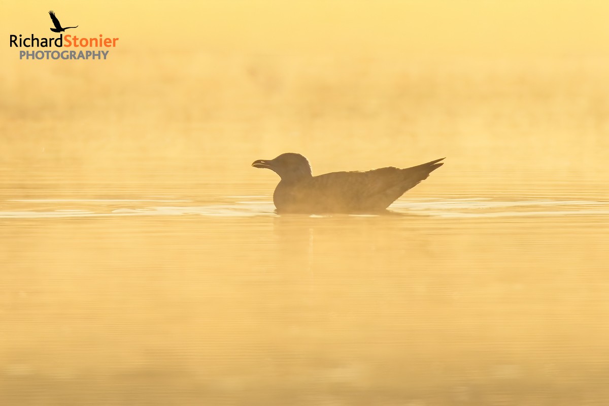 Herring Gull