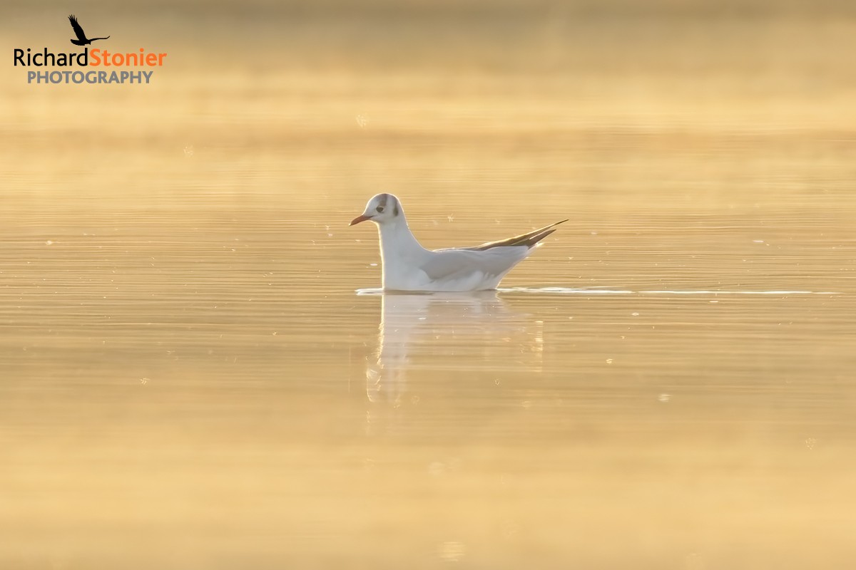 Black-headed Gull