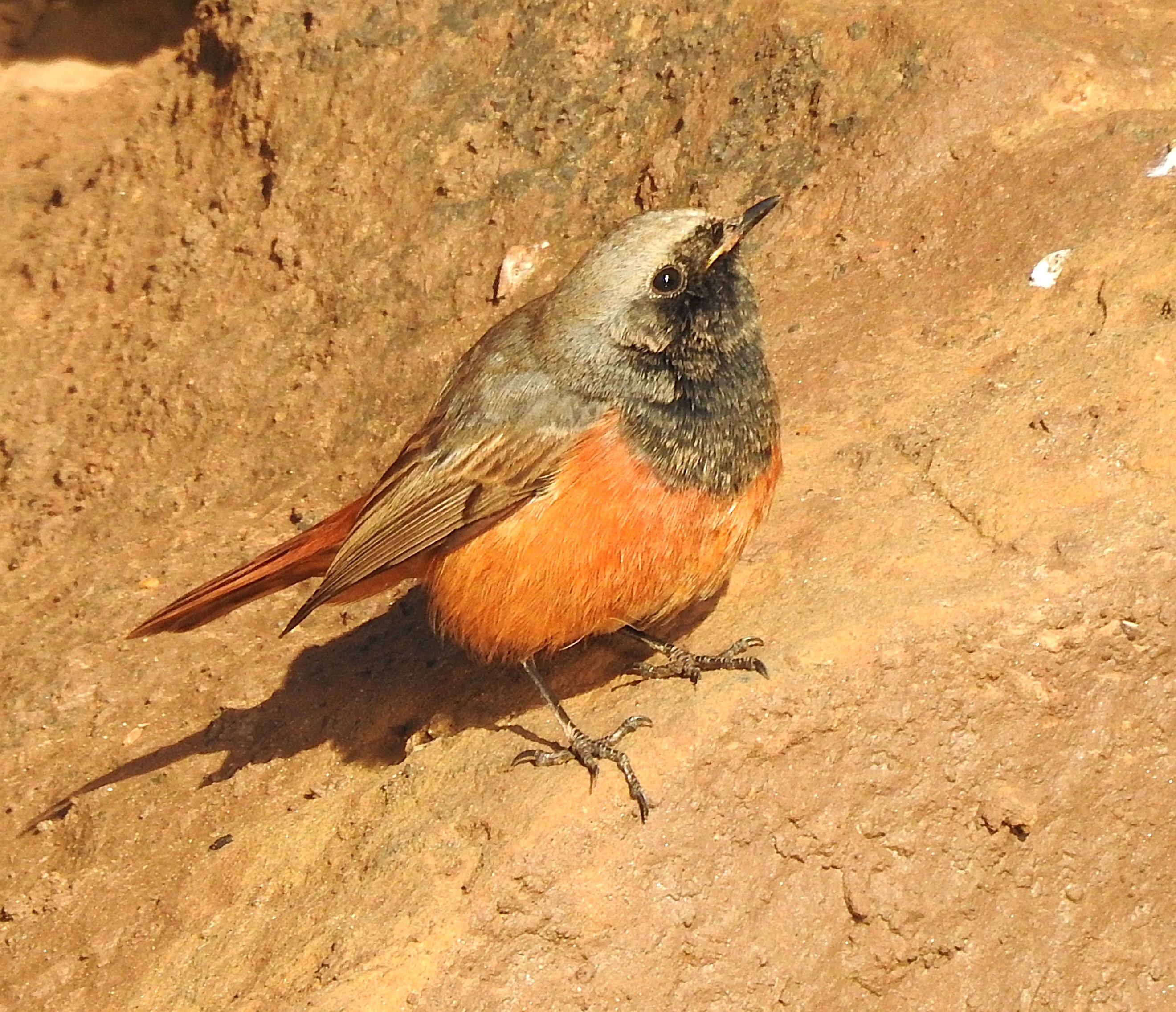 Eastern Black Redstart
