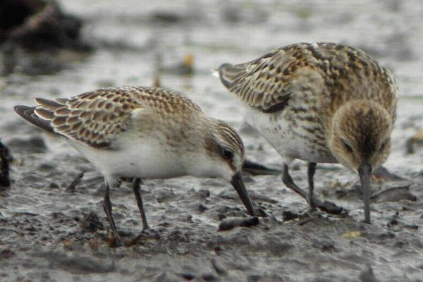 Semipalmated Sandpiper