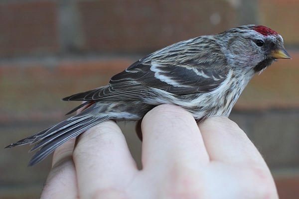 Mealy Redpoll