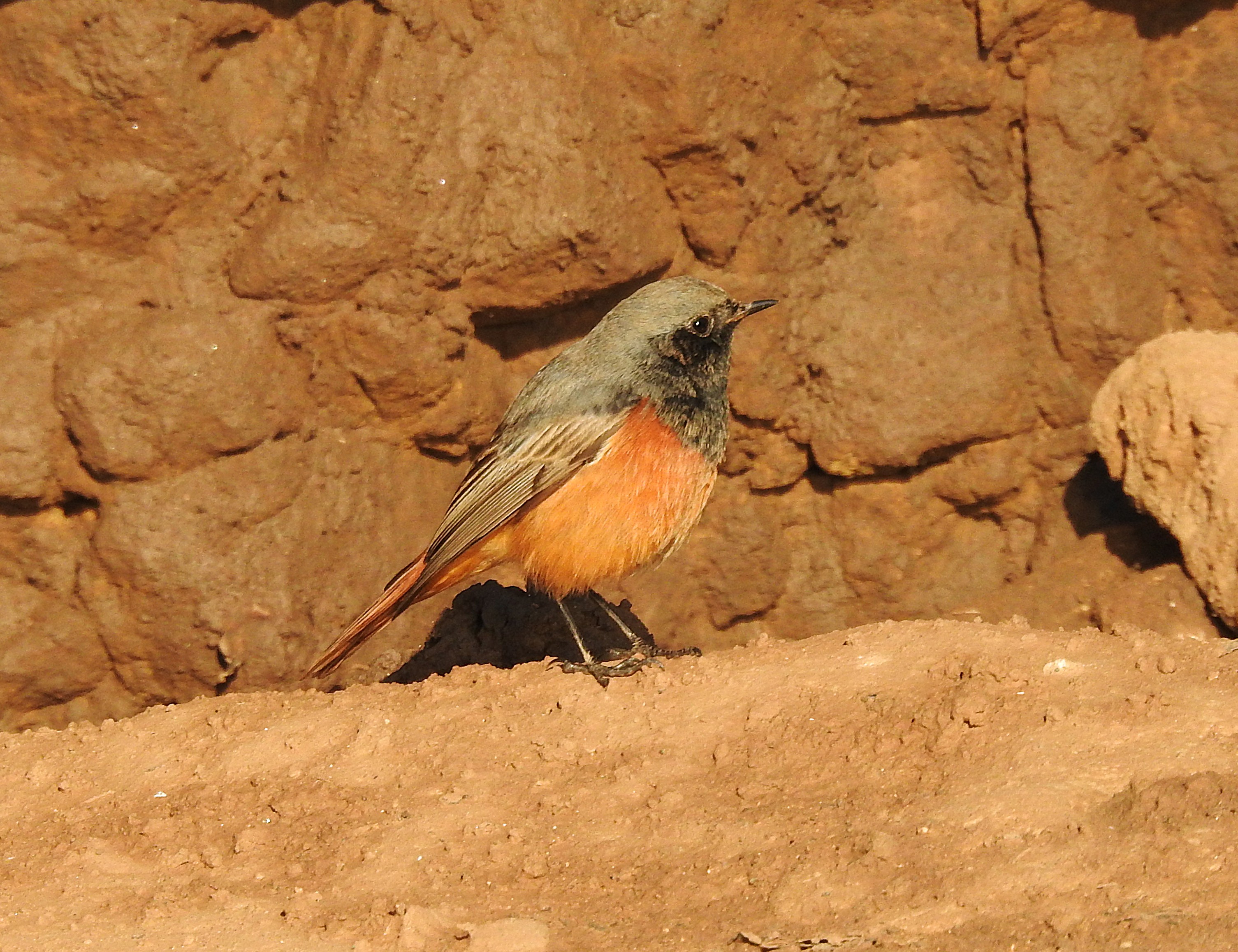 Eastern Black Redstart