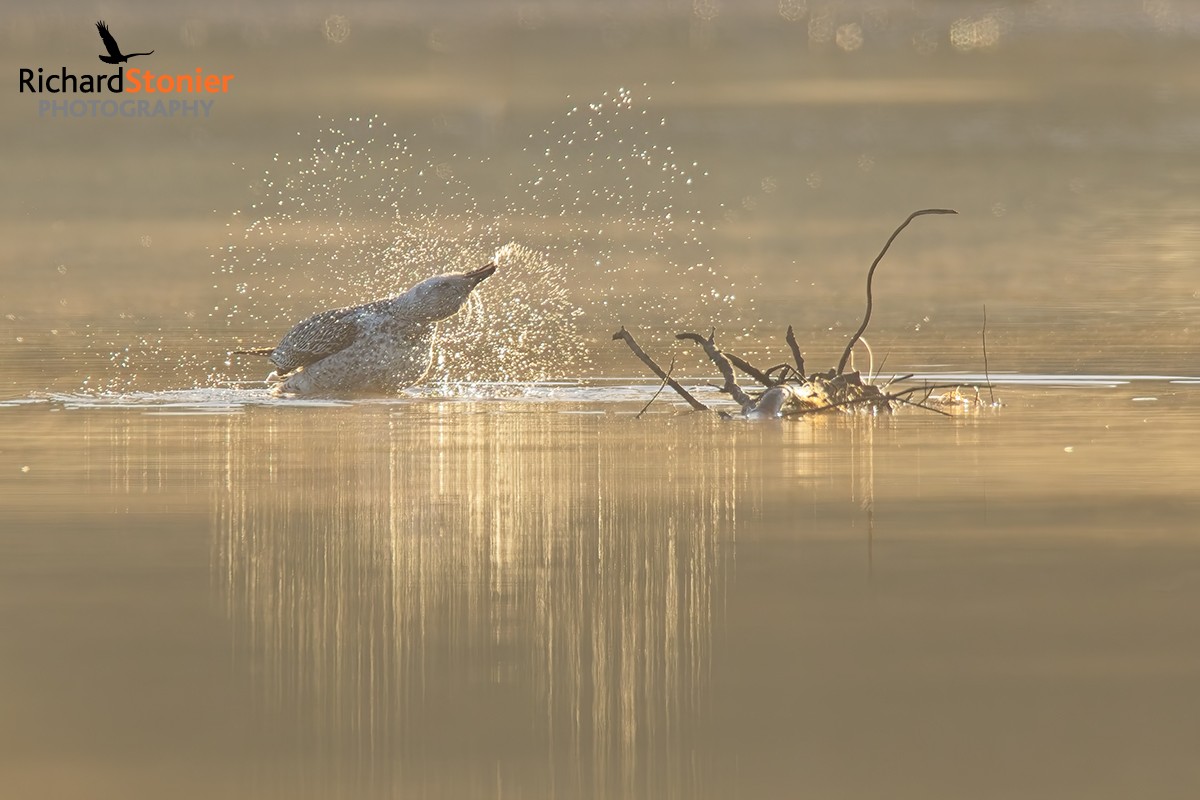 Great Black-backed Gull