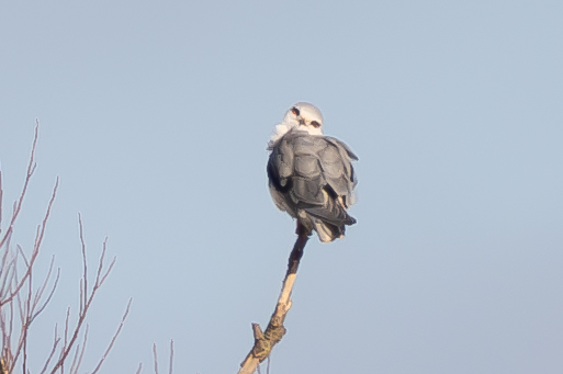 Black-winged Kite