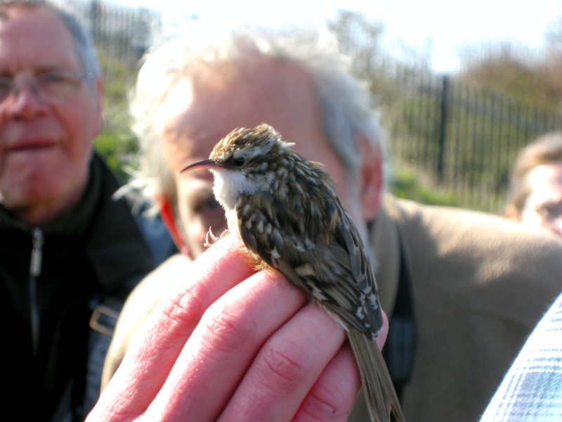 Short-toed Treecreeper