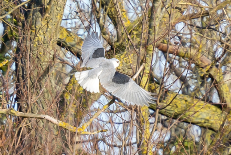 Black-winged Kite