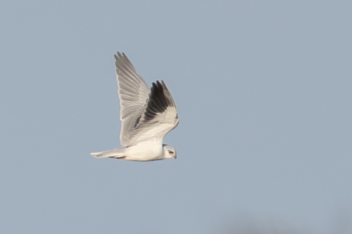 Black-winged Kite