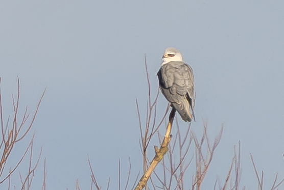 Black-winged Kite