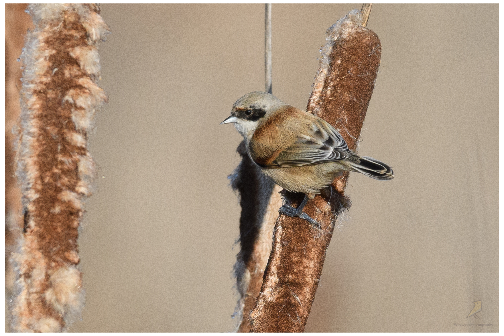 Penduline tit 