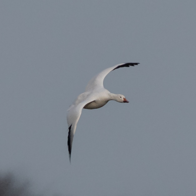 Snow Goose