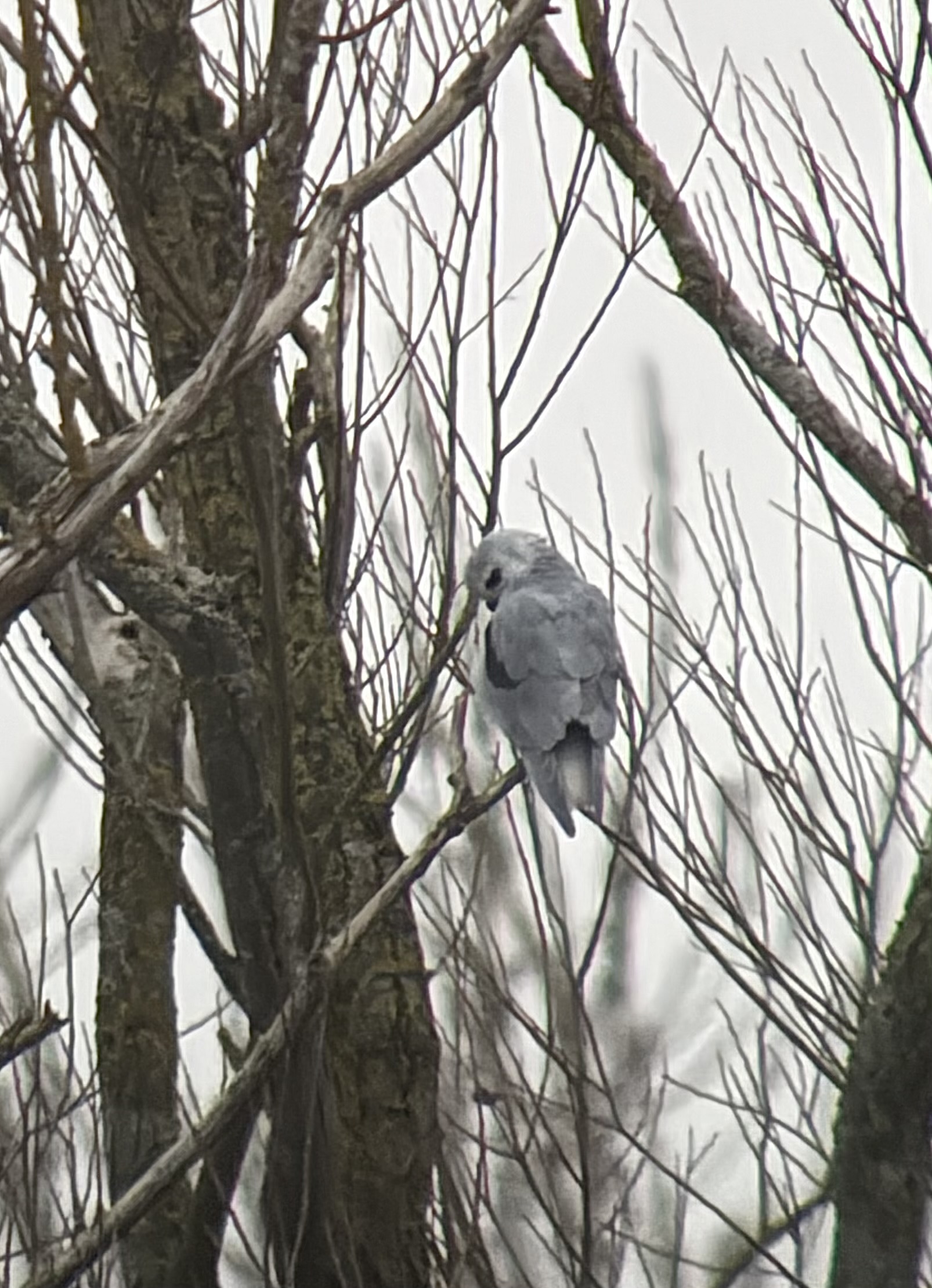 Black-winged Kite