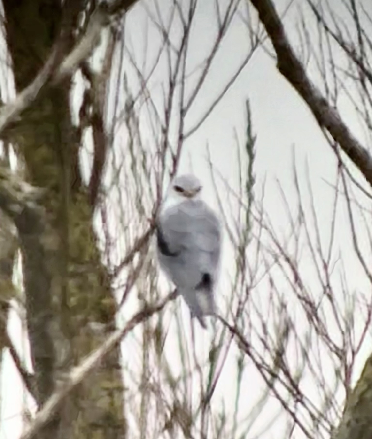 Black-winged Kite