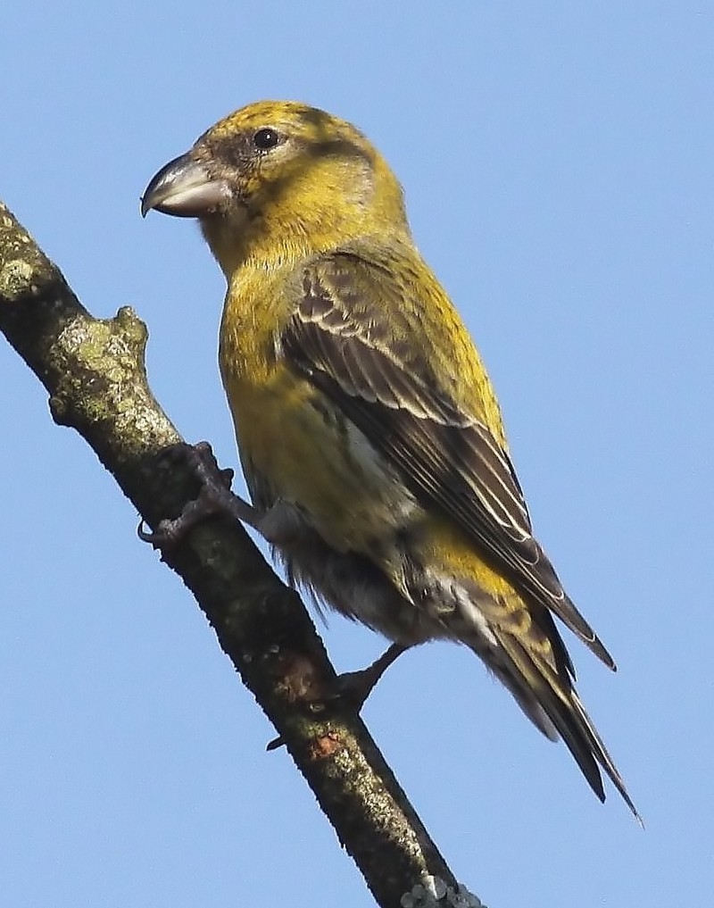 Common Crossbill