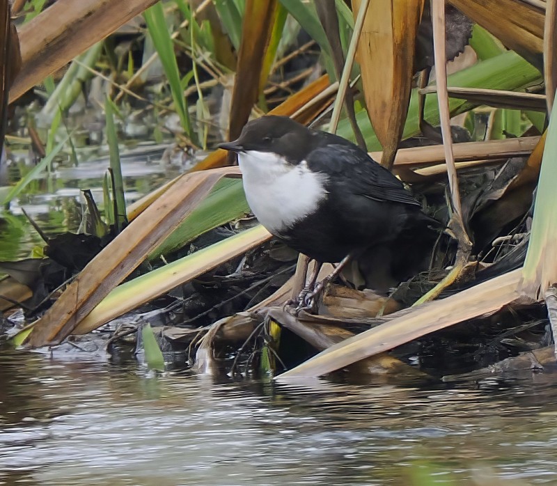 Black-bellied Dipper
