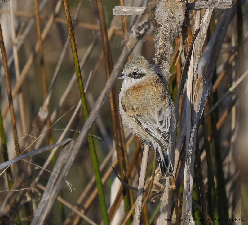 Penduline Tit
