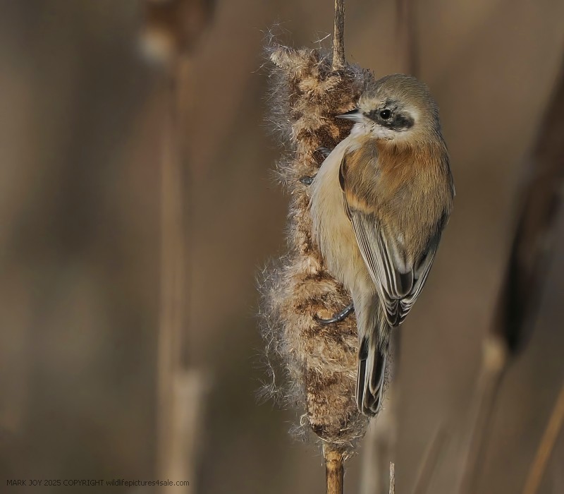 Penduline Tit