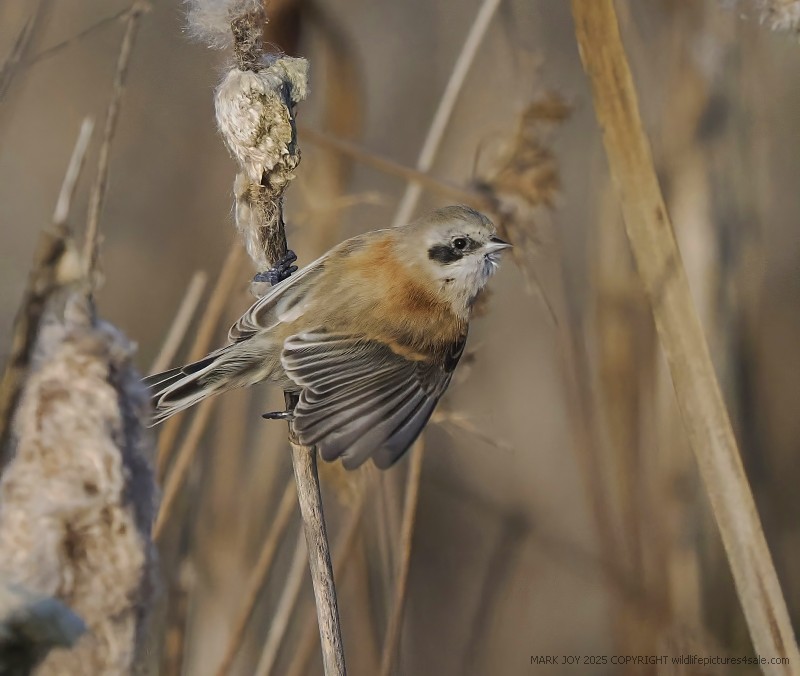Penduline Tit