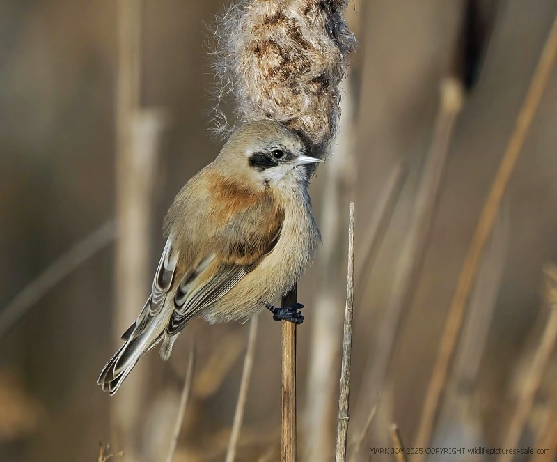 Penduline Tit