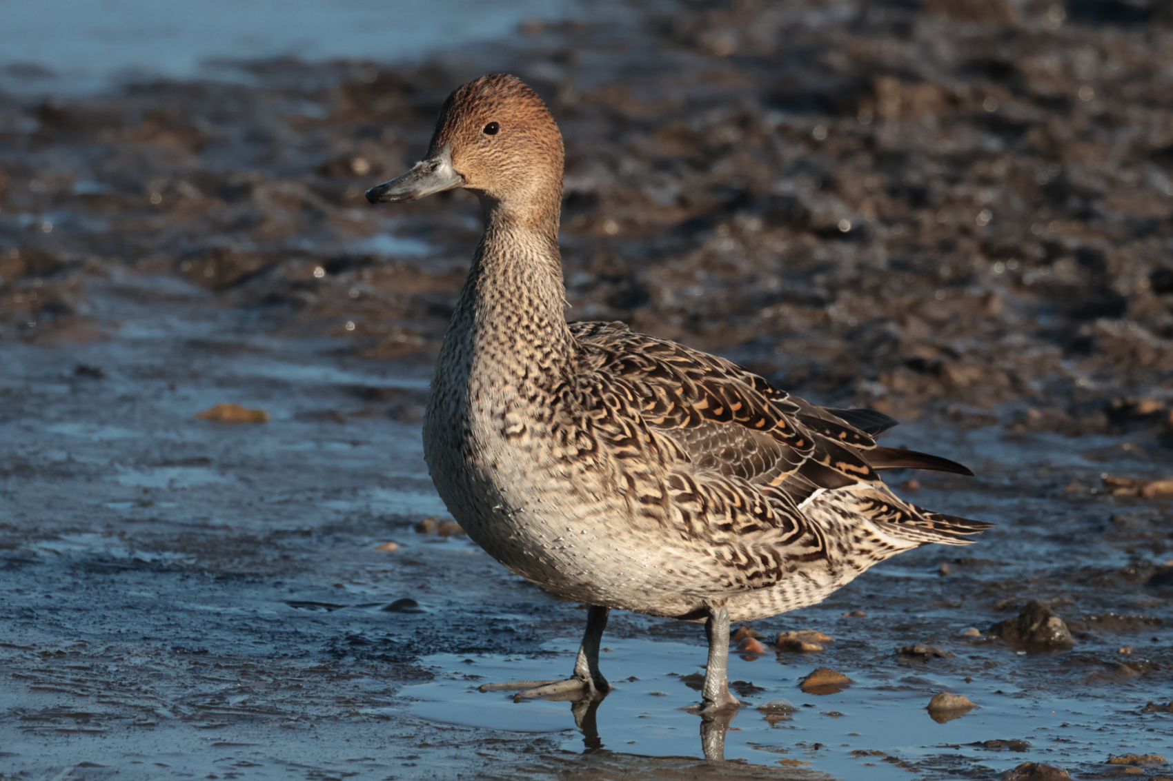 Pintail