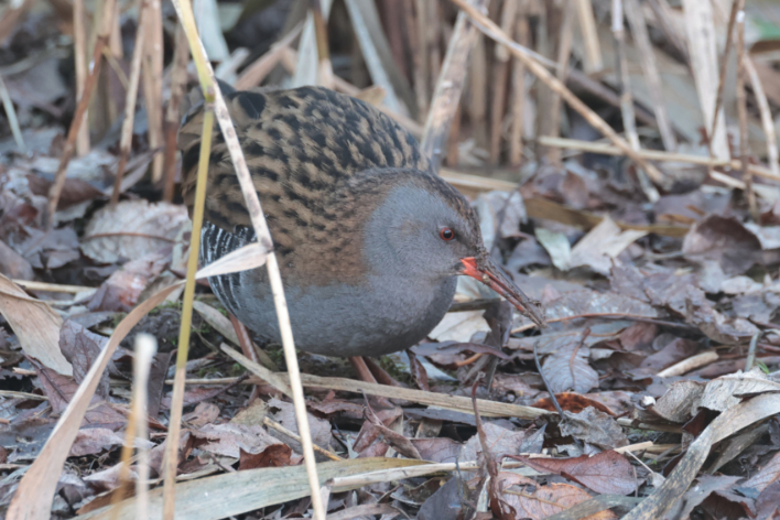 Water Rail