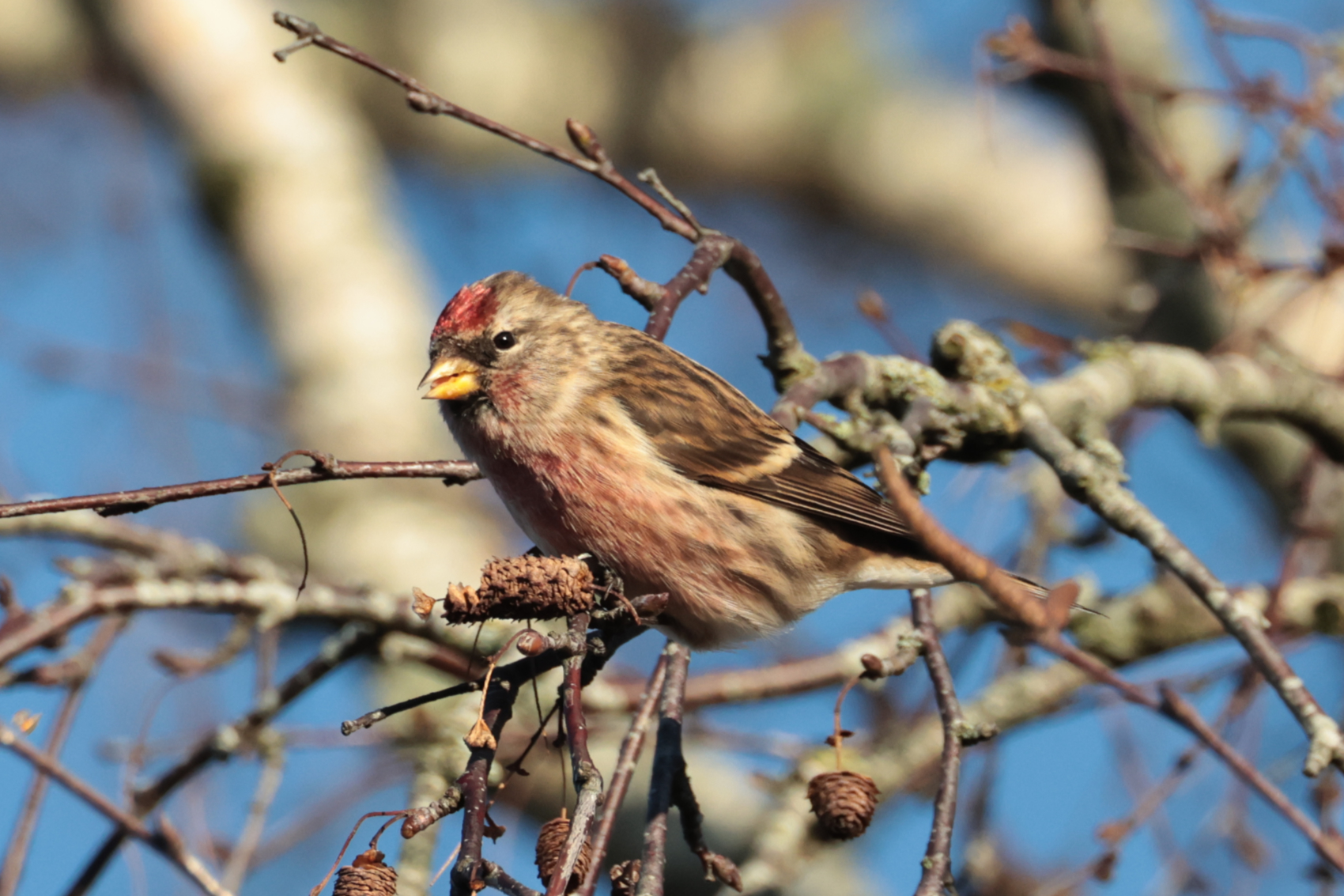 Lesser Redpoll