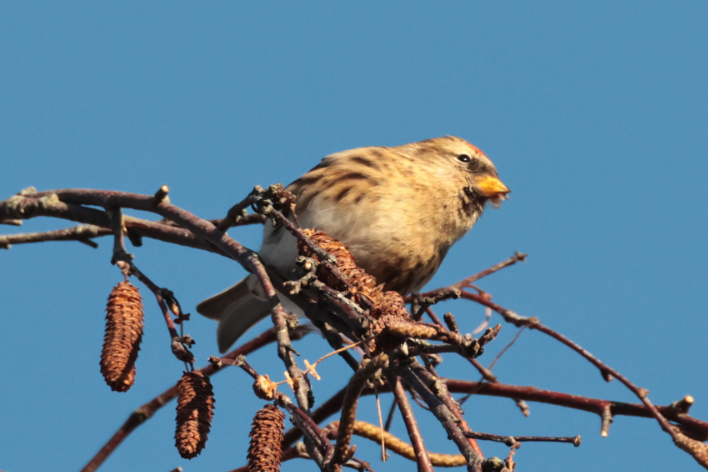 Lesser Redpoll