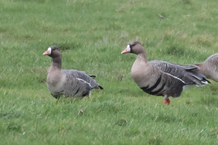 Russian White-fronted Goose