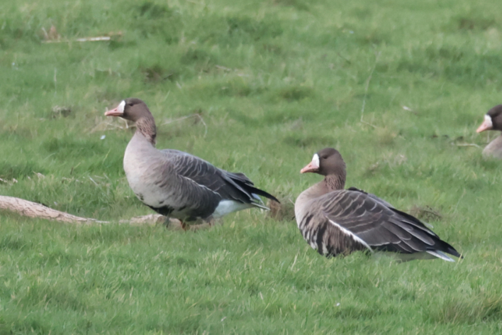 Russian White-fronted Goose