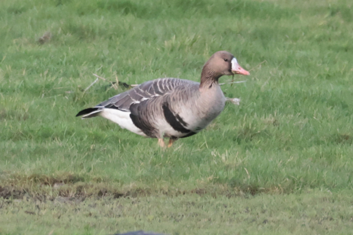 Russian White-fronted Goose