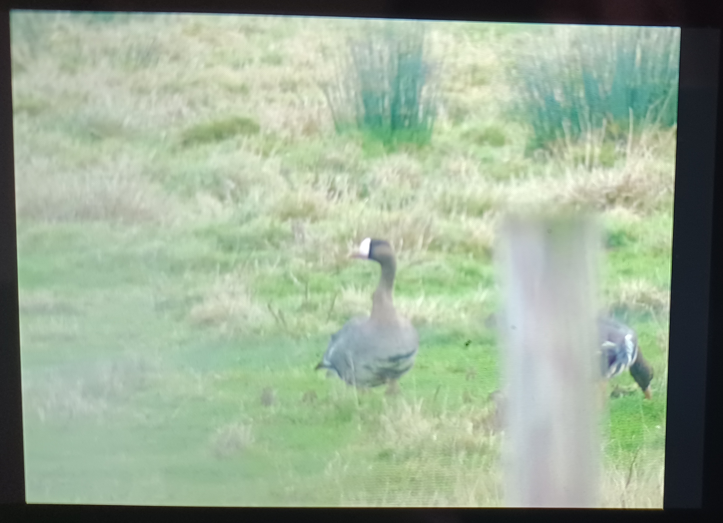 Russian White-fronted Goose