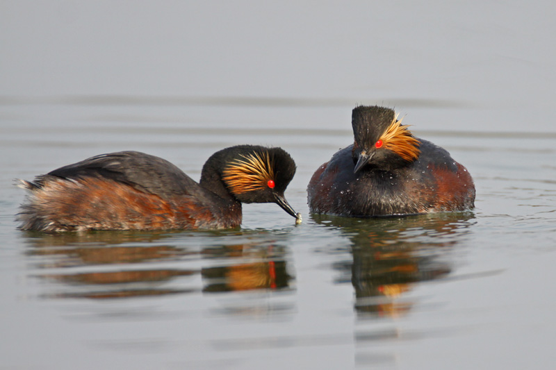 Black-necked Grebe