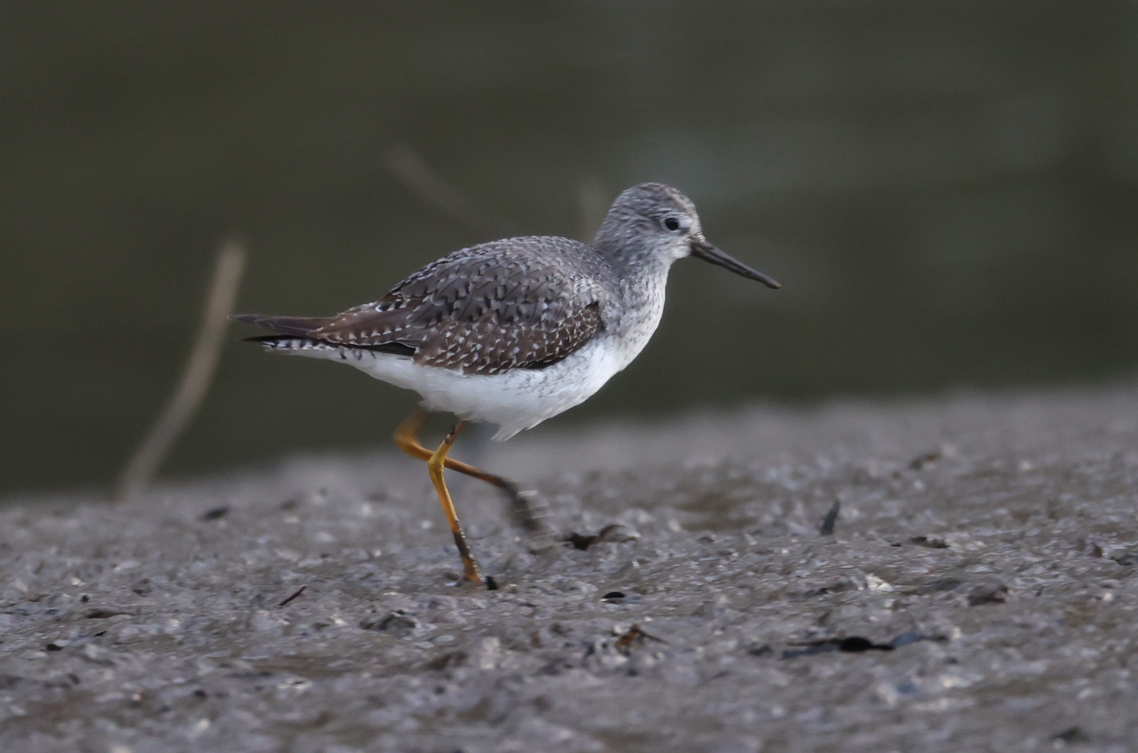 Lesser Yellowlegs