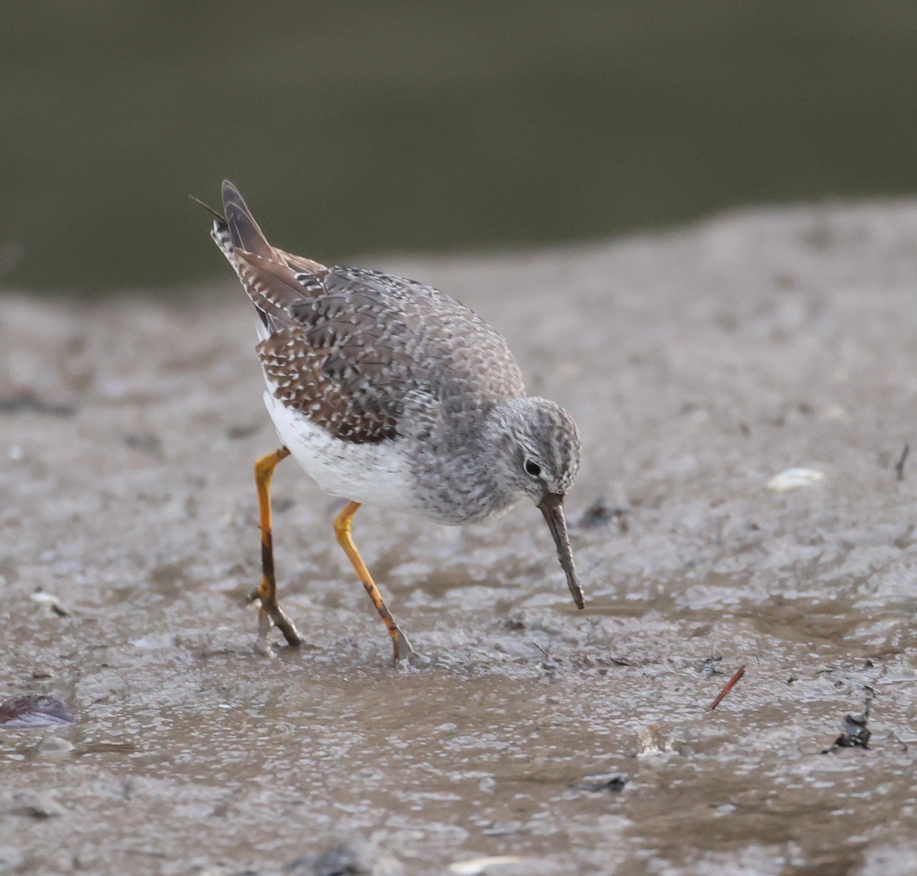 Lesser Yellowlegs