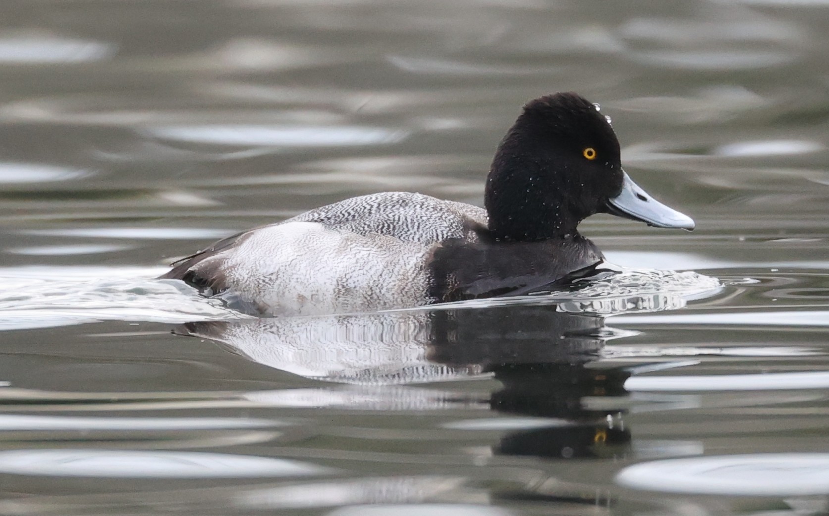 Lesser Scaup