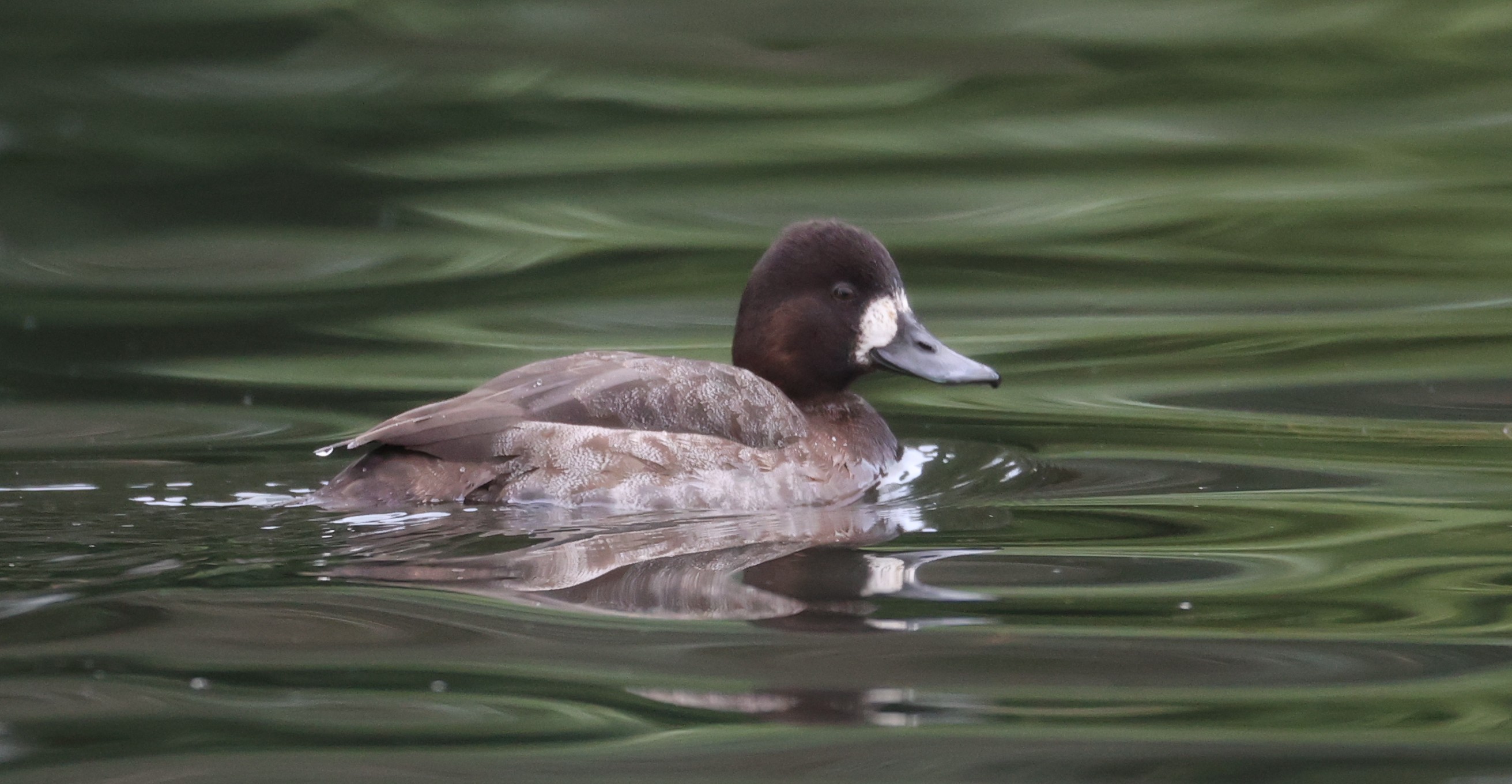 Lesser Scaup