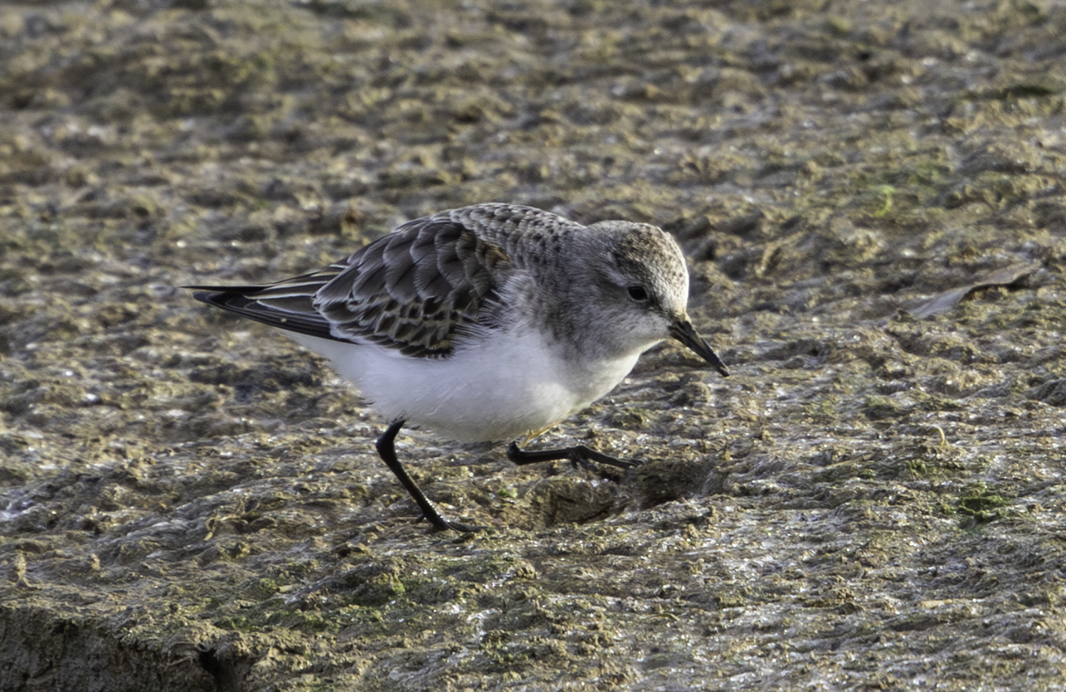 Little Stint