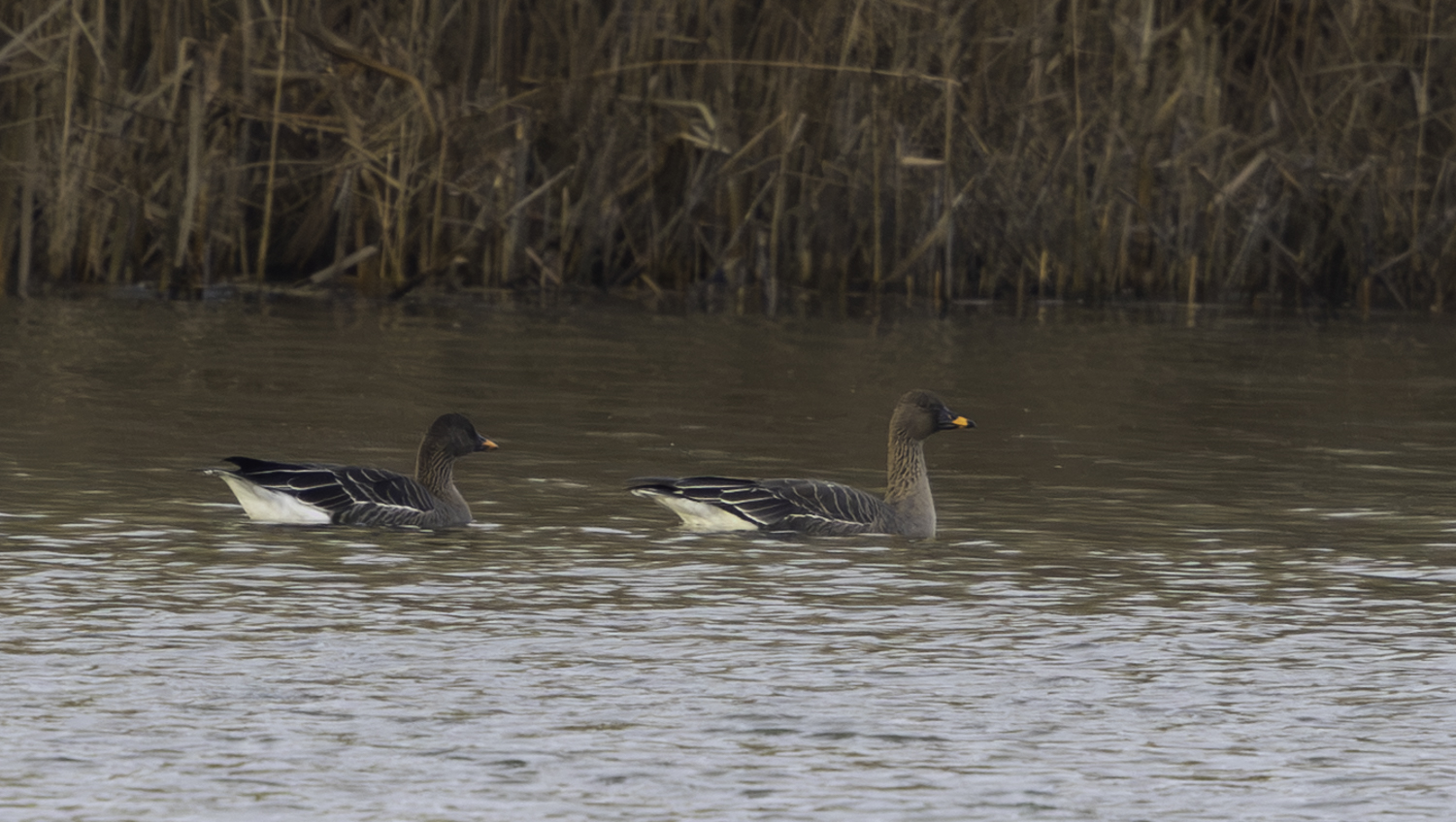 Tundra Bean Goose