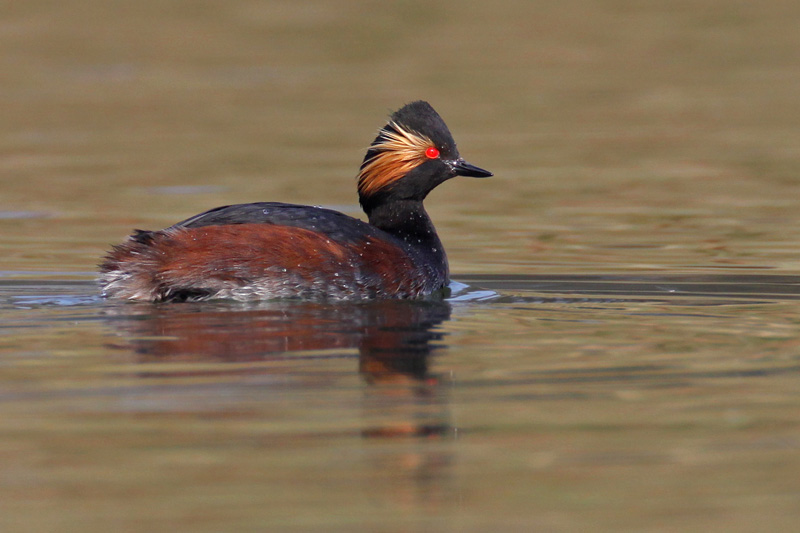 Black-necked Grebe