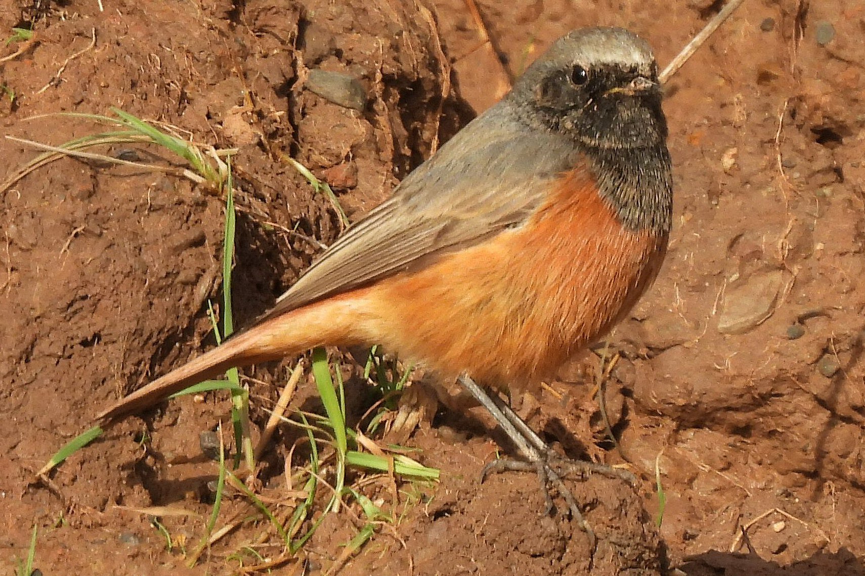 Eastern Black Redstart