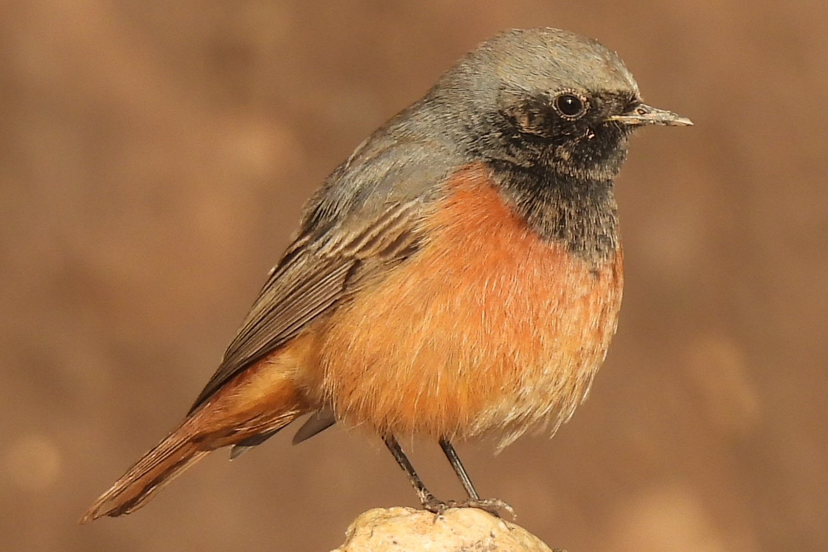 Eastern Black Redstart