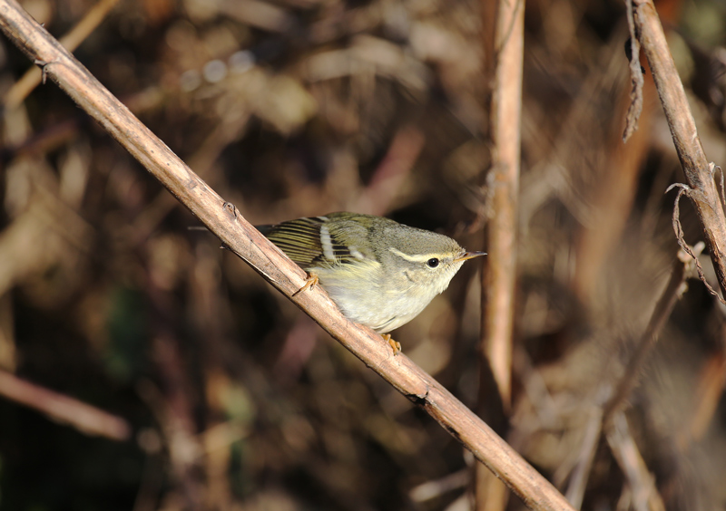 Yellow-browed Warbler