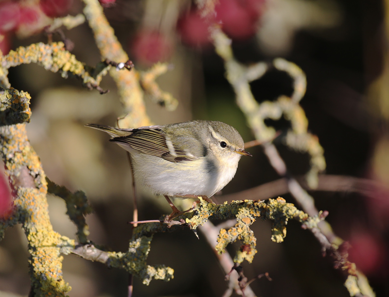 Yellow-browed Warbler